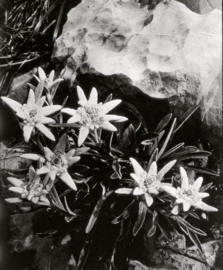 NF Mühlheim Alpentour Rocke (Copy)